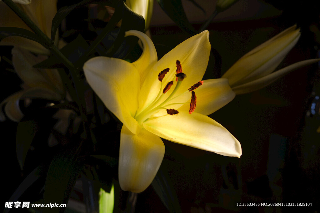 黄色百合花特写