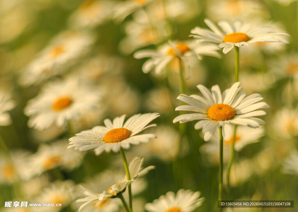 雏菊绽放的美丽花田