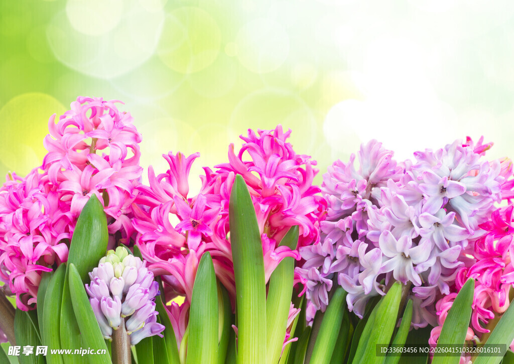 美丽风信子绽放