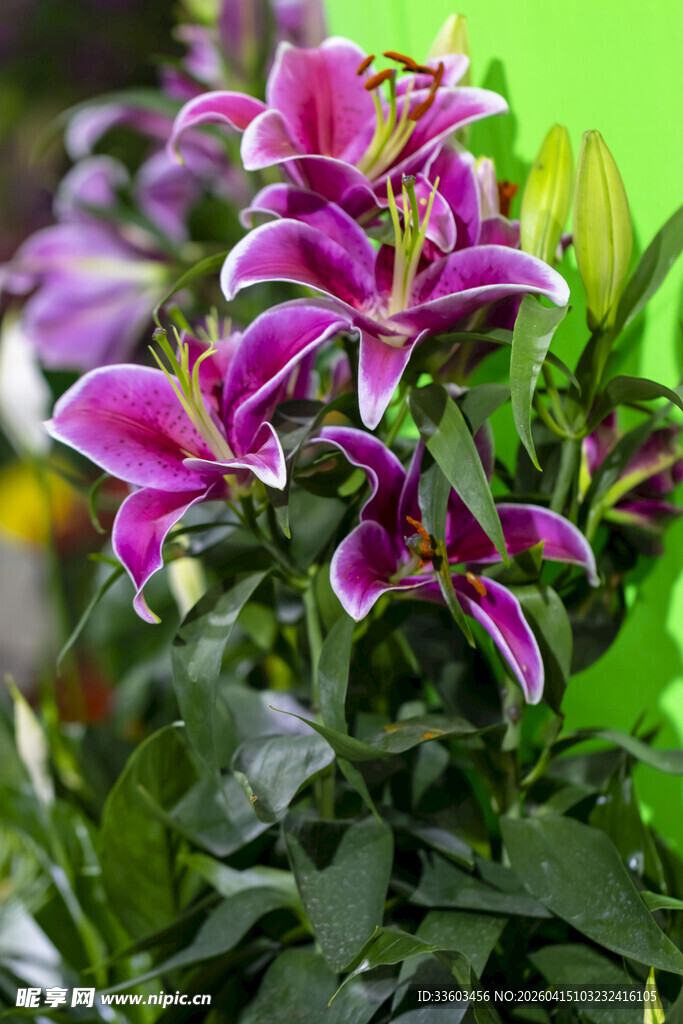 美丽紫百合绽放