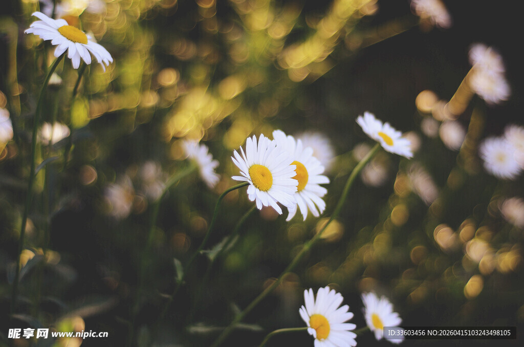 阳光下的清新小雏菊