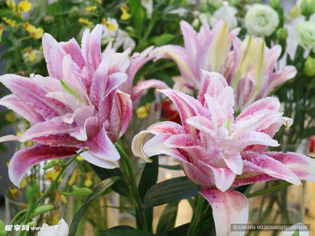 娇艳粉色百合花绽放