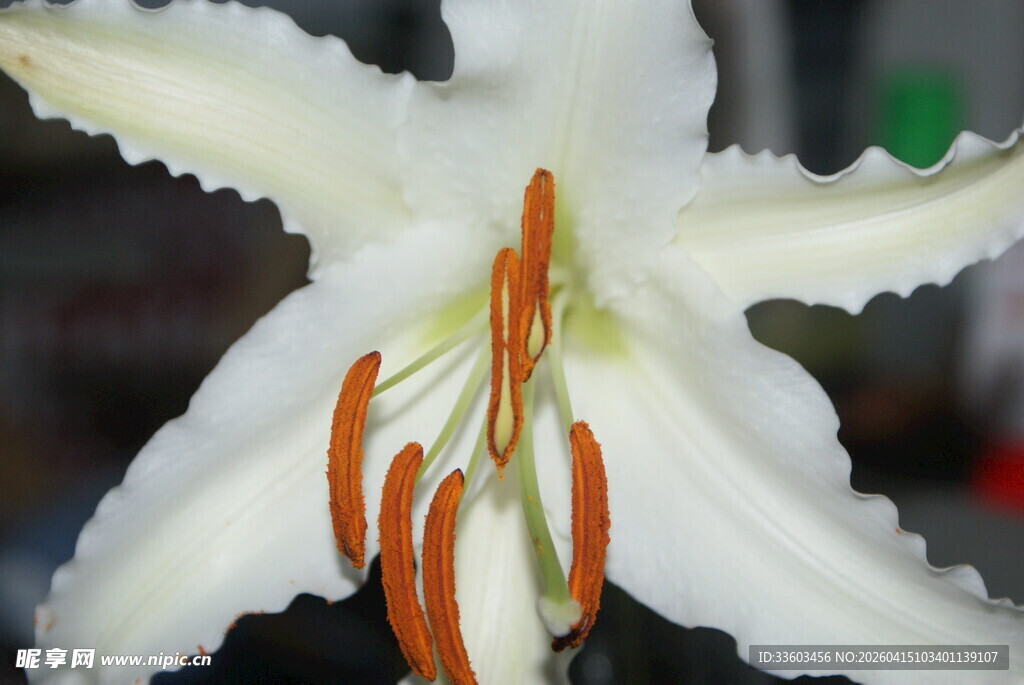 白色百合花特写