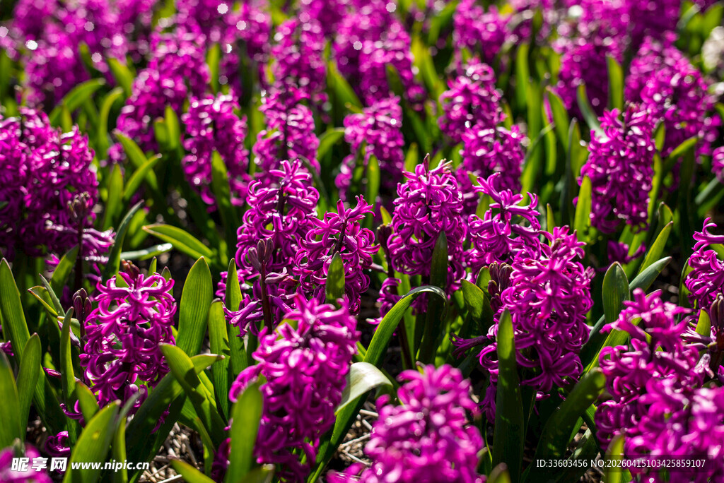 紫色风信子花海绽放