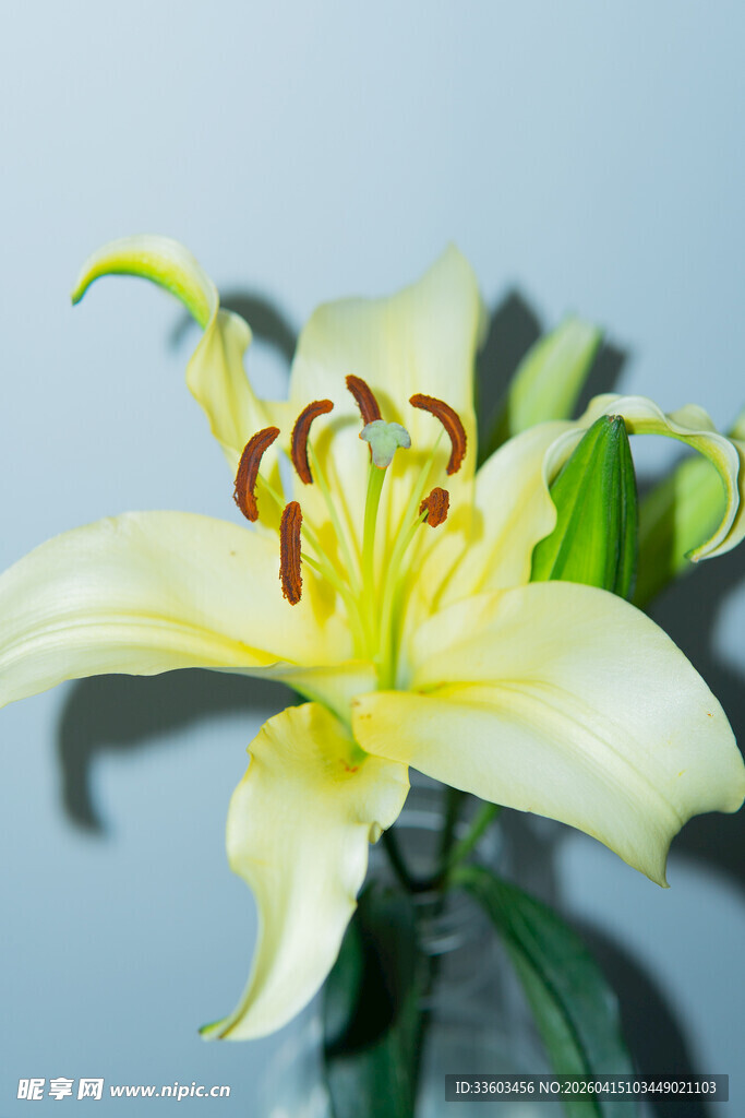 黄色百合花特写