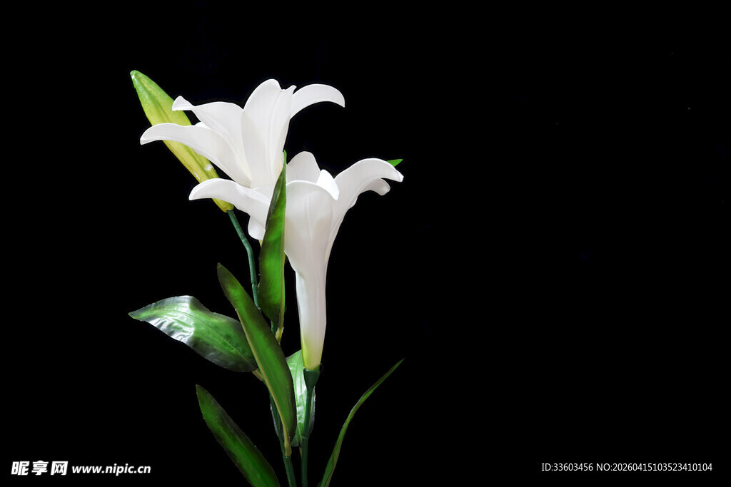 白色百合花特写