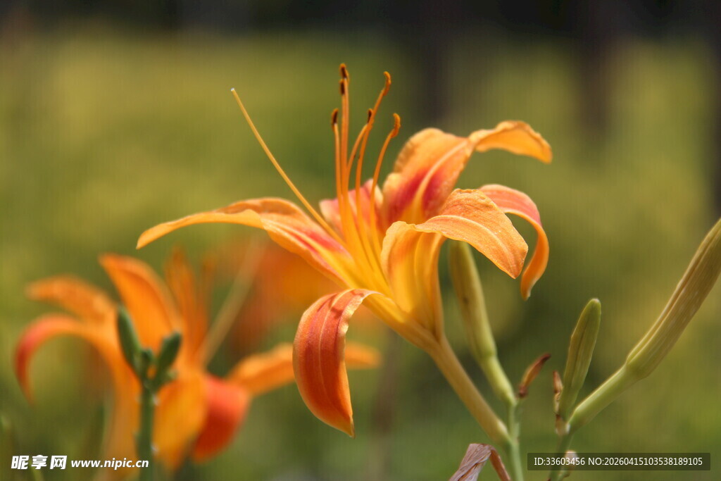 百合花