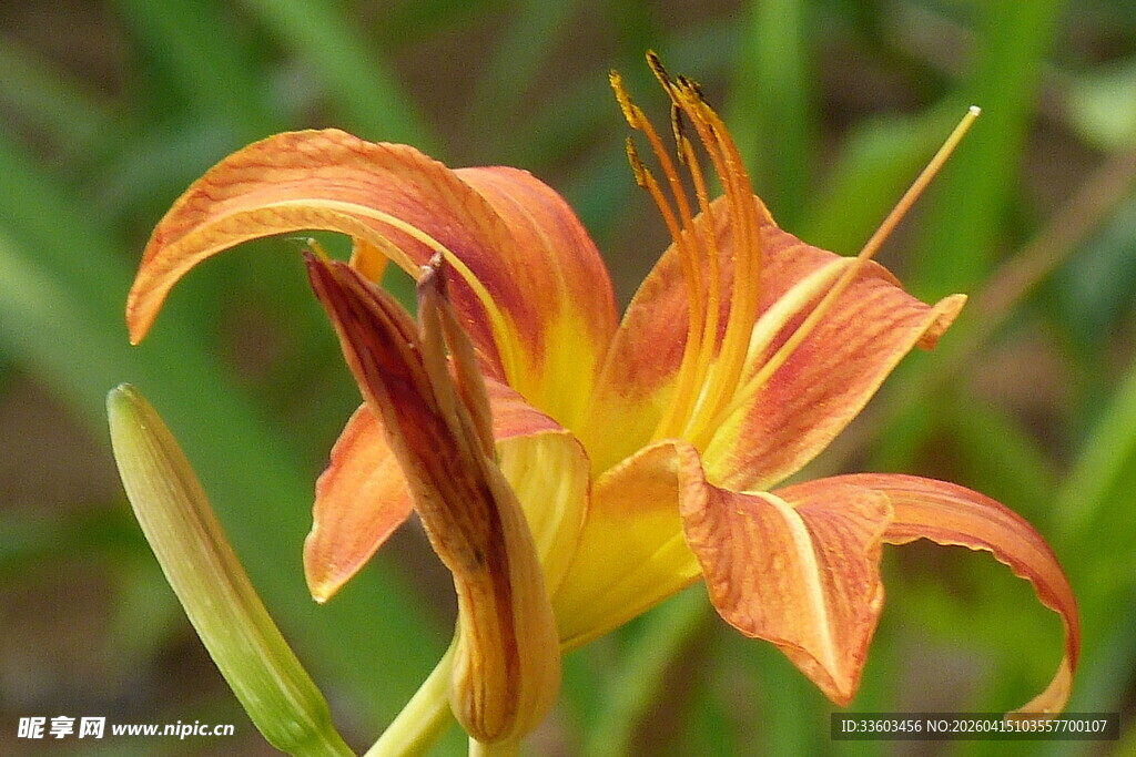 橙色萱草花特写