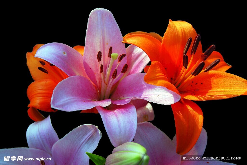 多彩百合花绽放