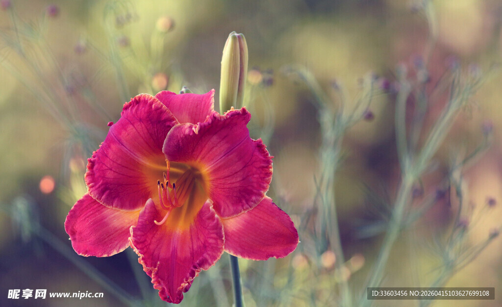 娇艳绽放的玫红色萱草花