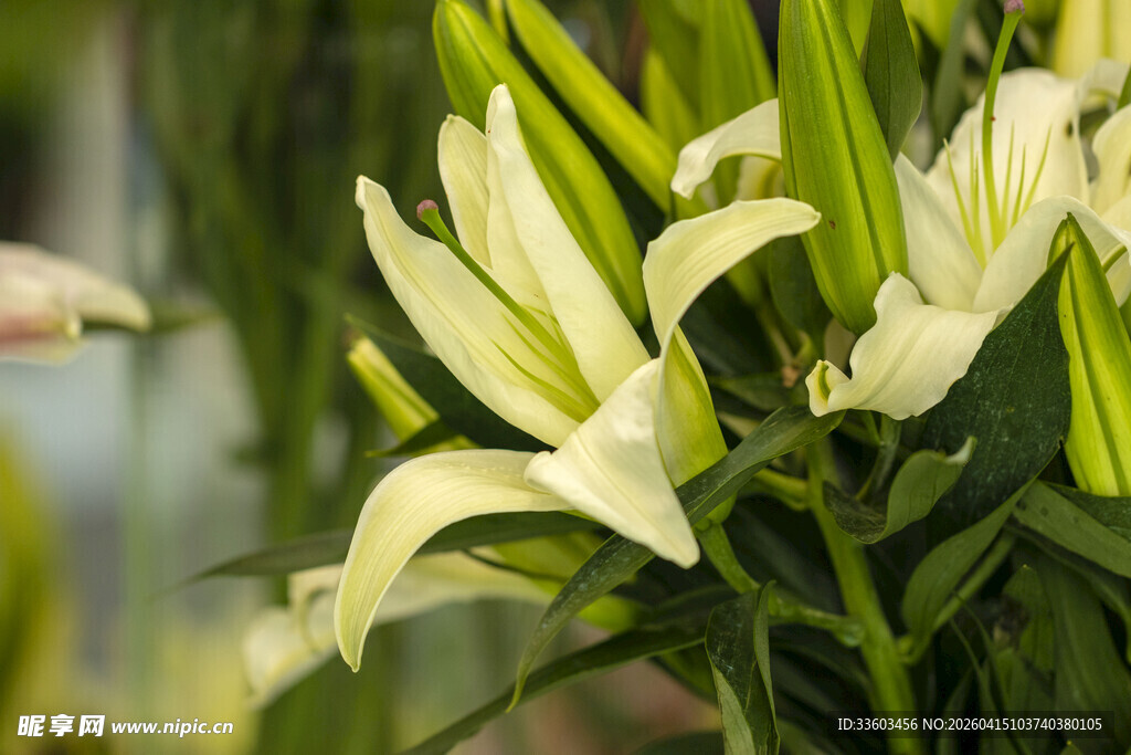 清新白色百合花绽放