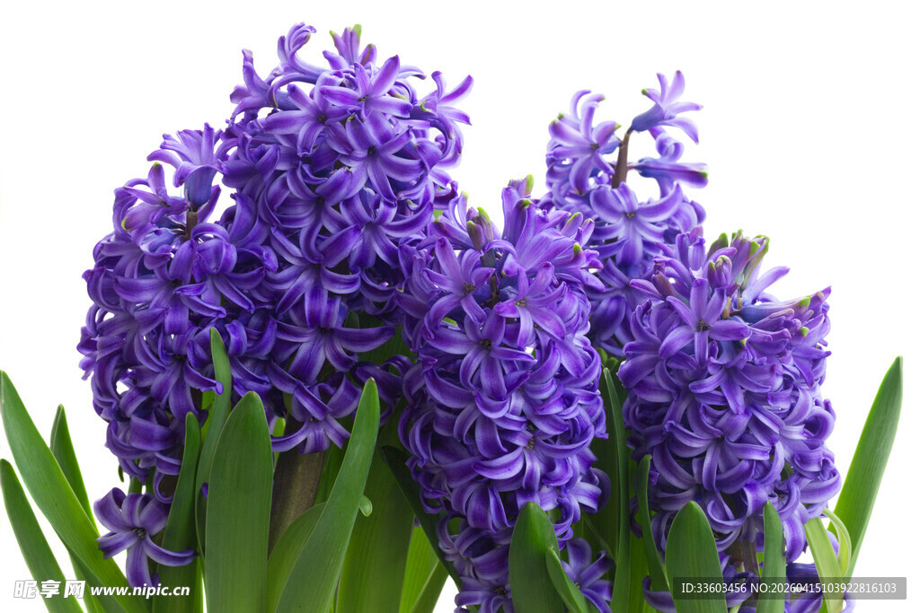 紫色风信子花卉特写