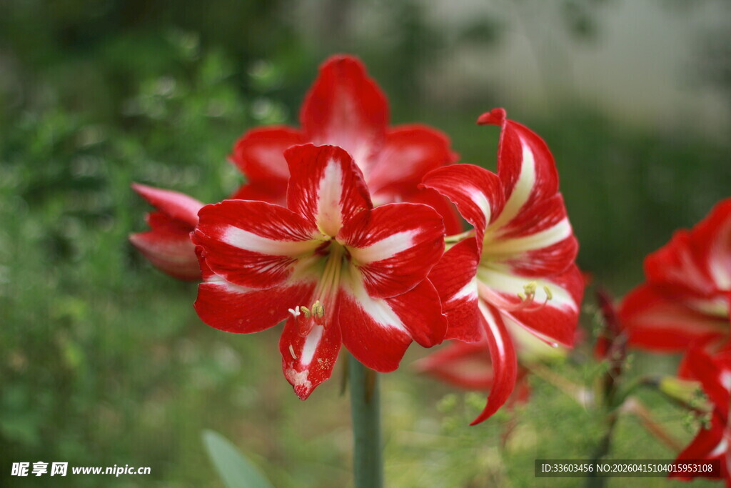 百合花