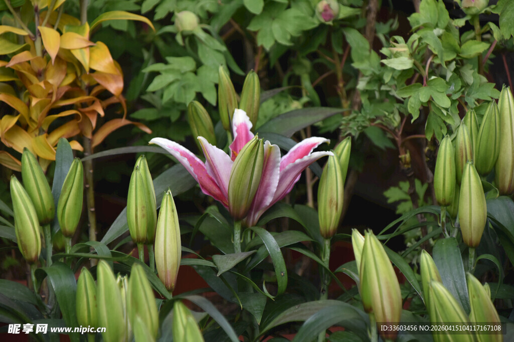 娇艳绽放的粉色百合花
