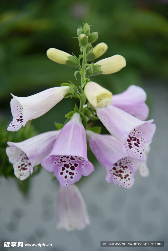 淡紫色风铃状花朵绽放