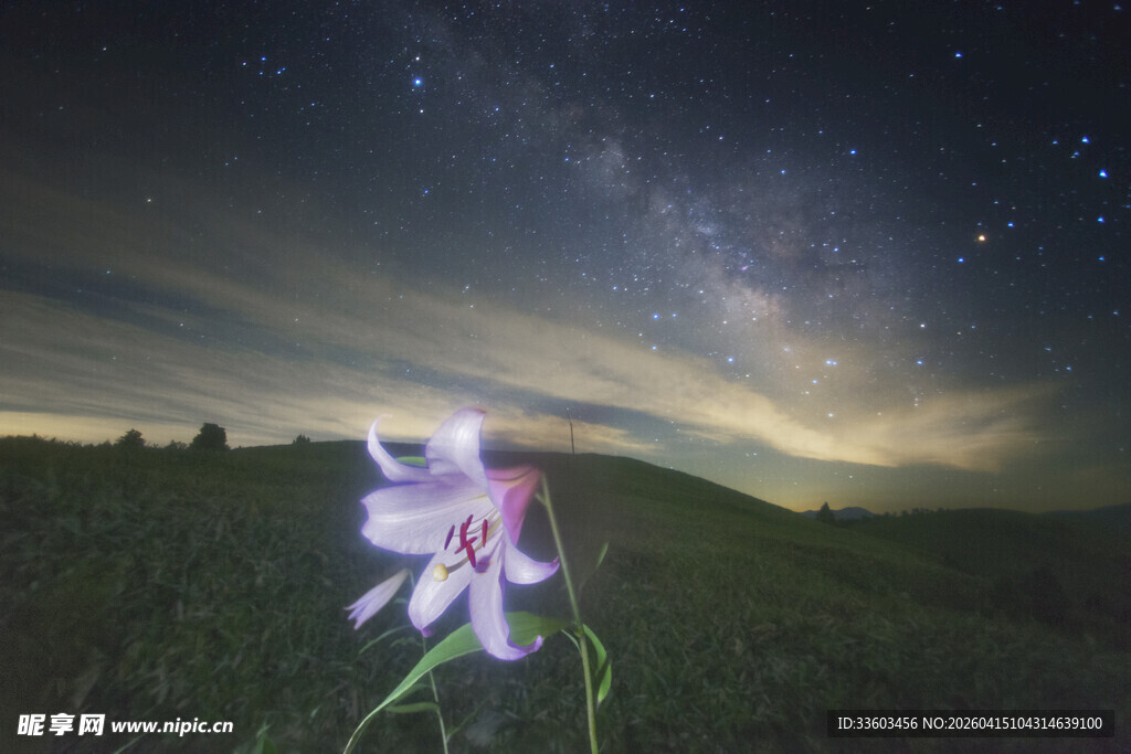 星空下的孤美小花
