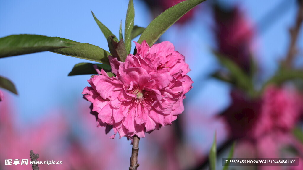 娇艳粉色桃花绽放枝头