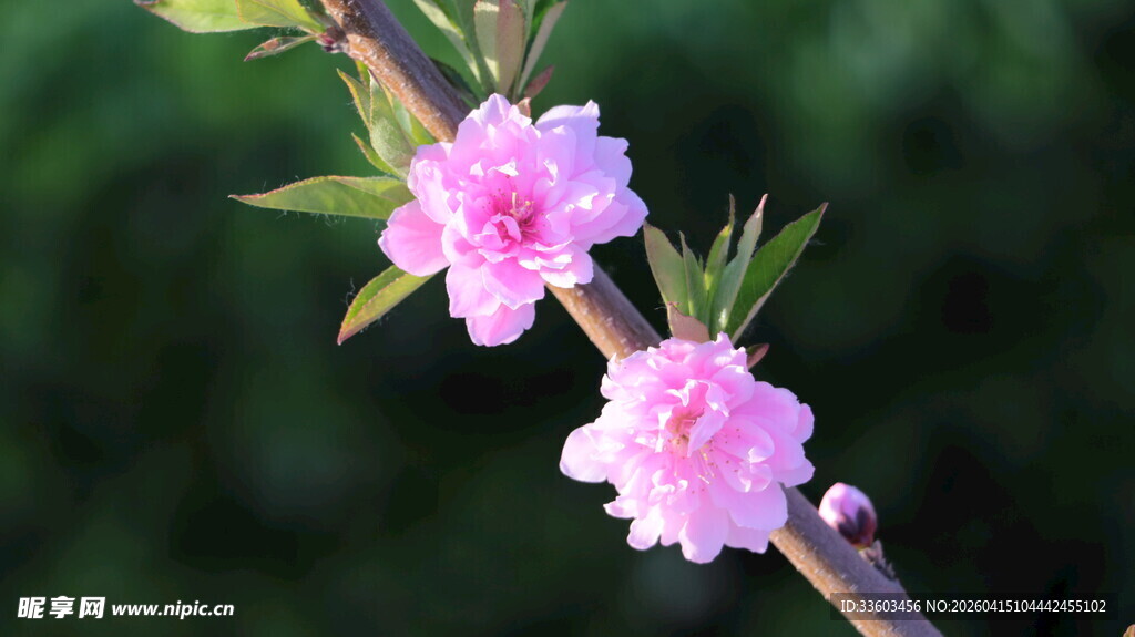 枝头绽放的粉嫩桃花