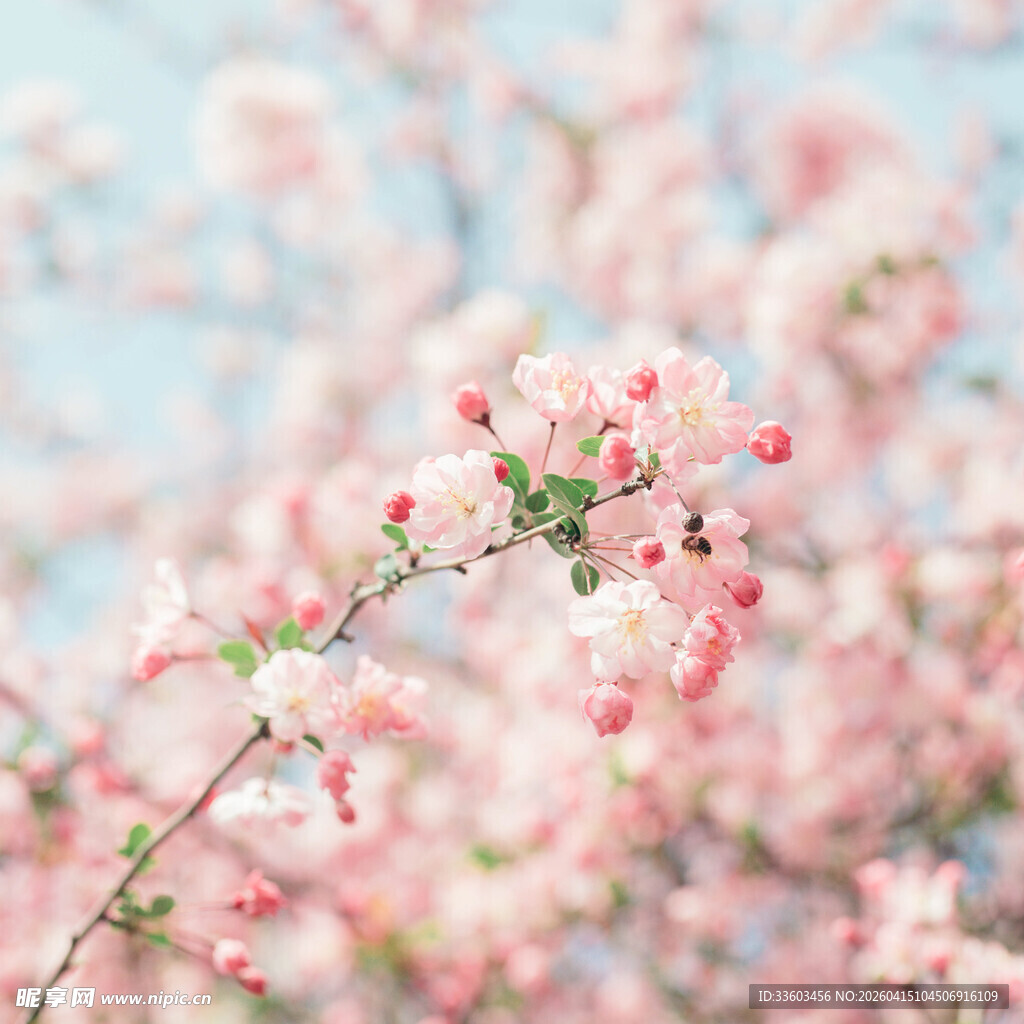 春日粉嫩绽放的桃花枝