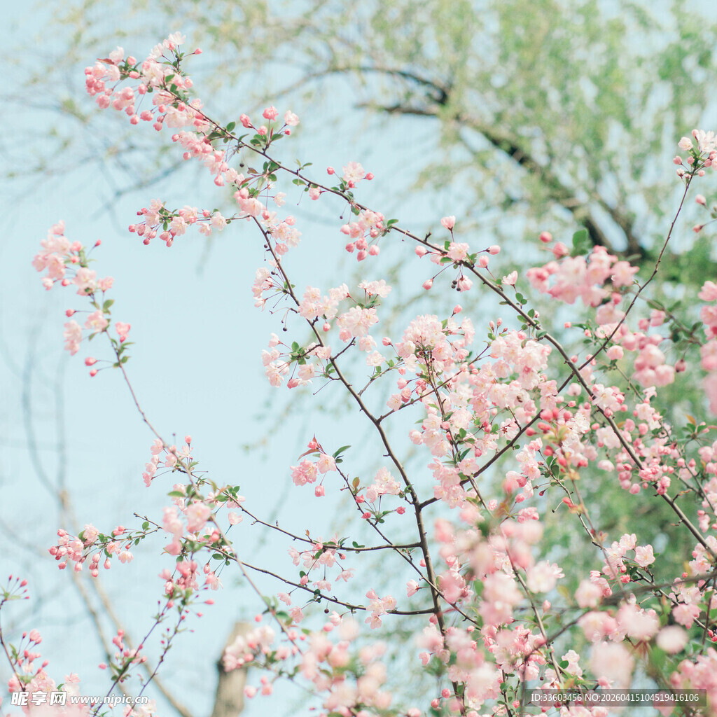 春日绽放的粉嫩桃花枝