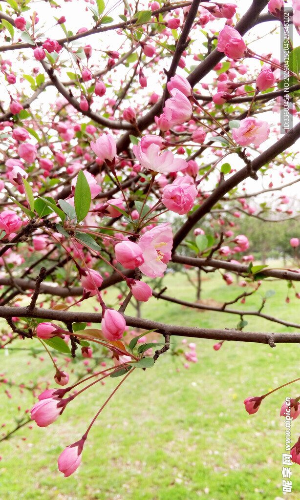 枝头绽放的粉嫩桃花