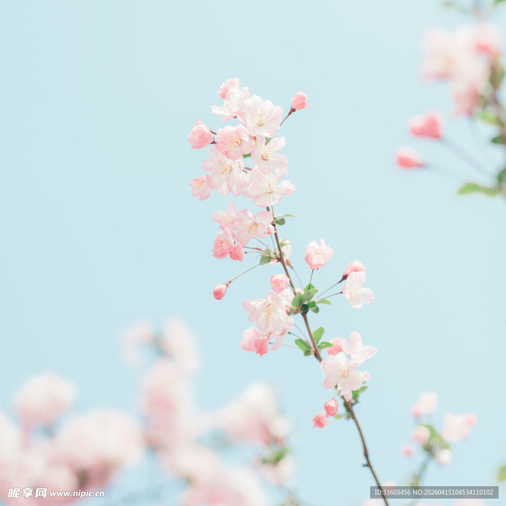 春日粉嫩绽放的花枝