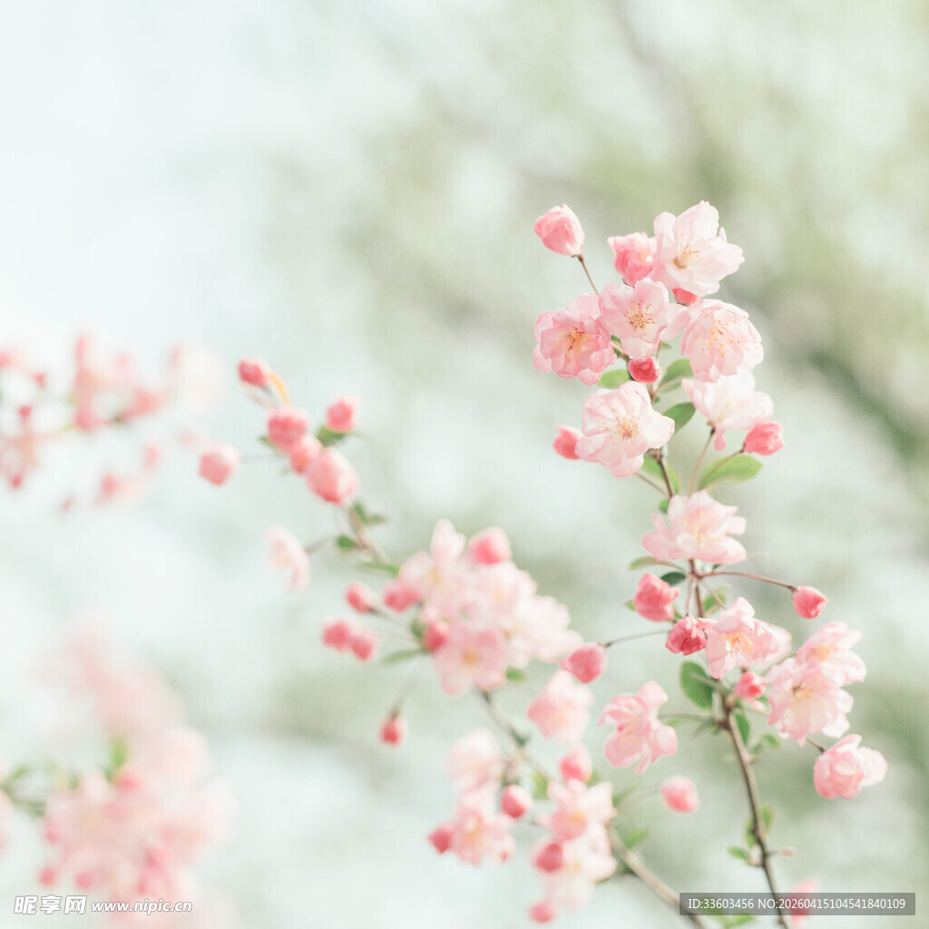 粉嫩绽放的娇艳花枝