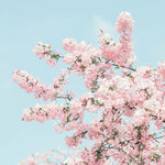 枝头绽放的粉嫩樱花