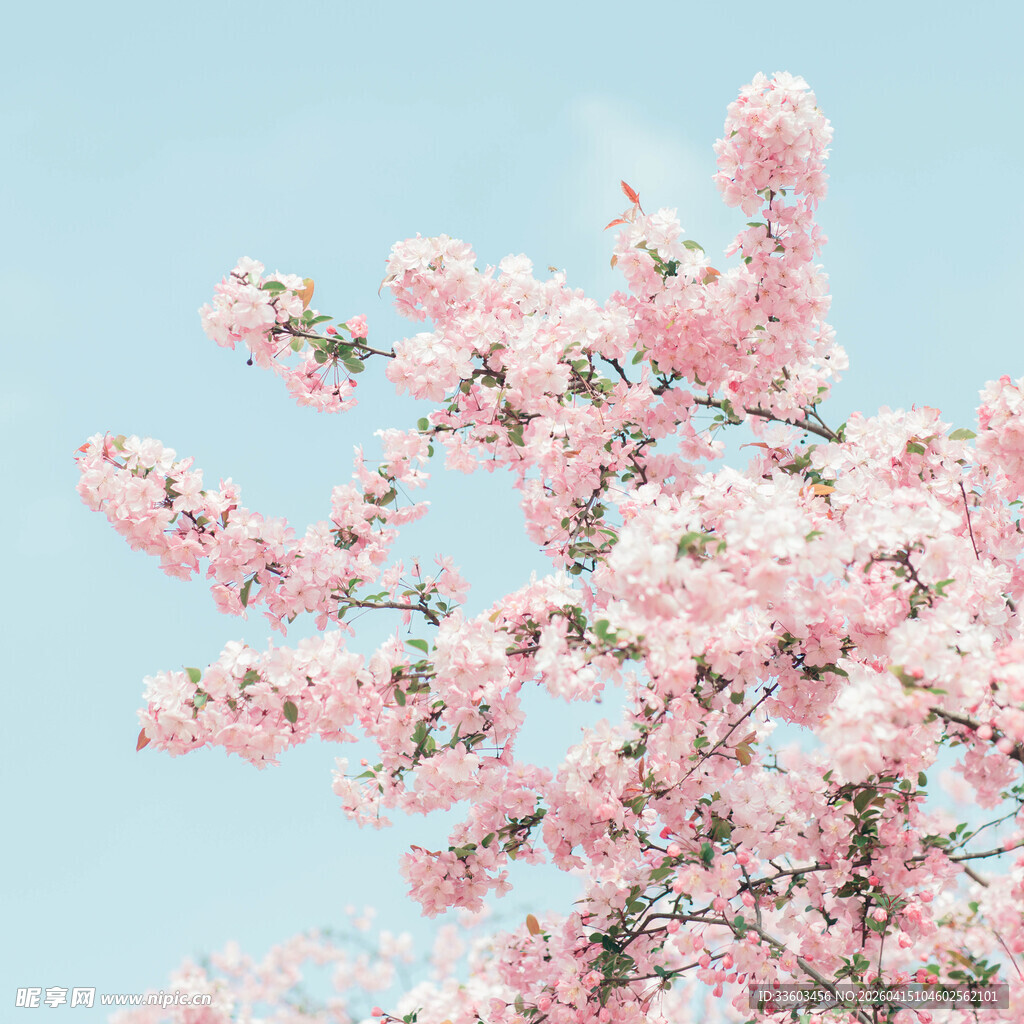 枝头绽放的粉嫩樱花