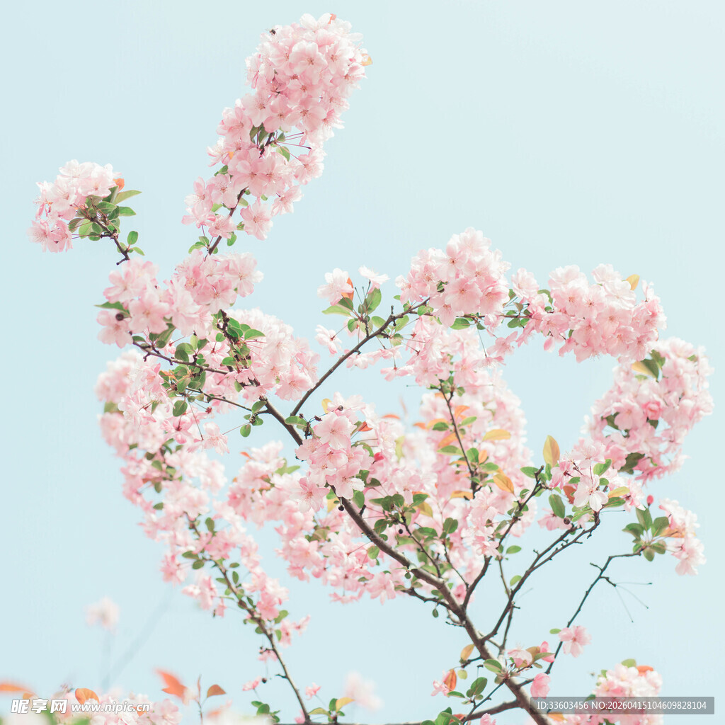 枝头绽放的粉嫩樱花