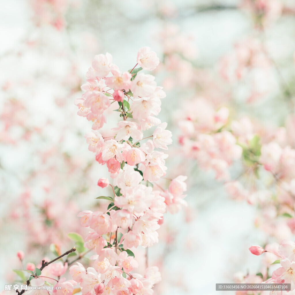 粉嫩樱花绽放枝头