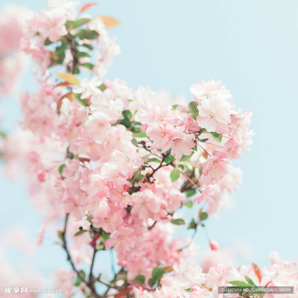 粉色烂漫樱花枝头绽放