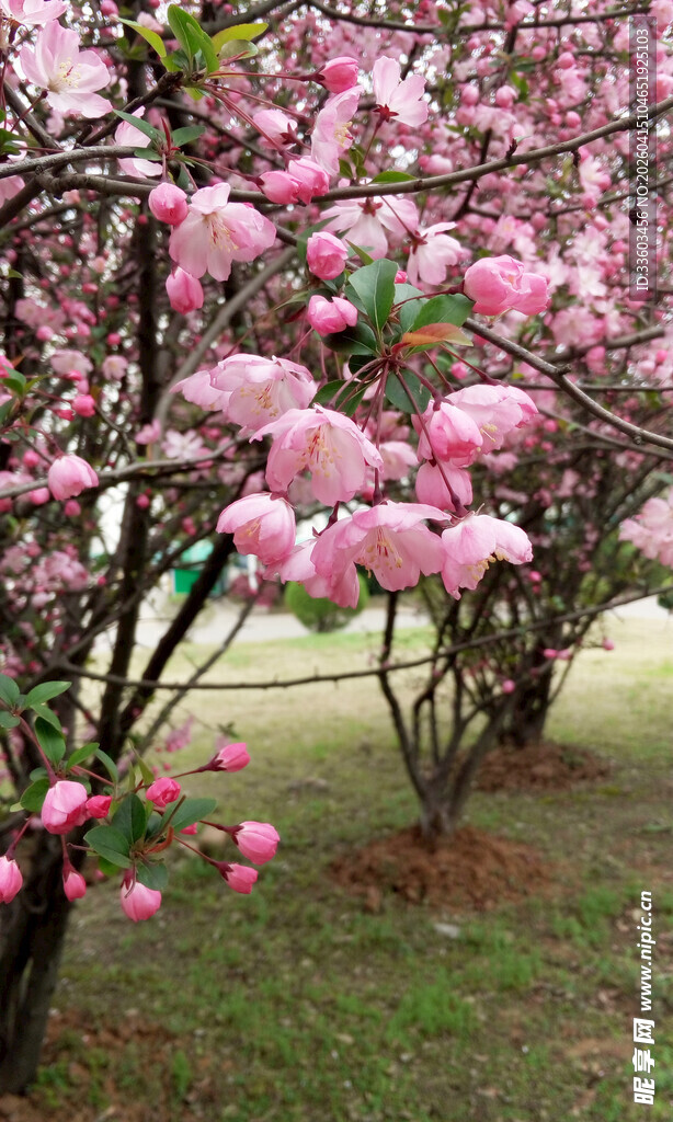 春日繁花盛开的烂漫景象