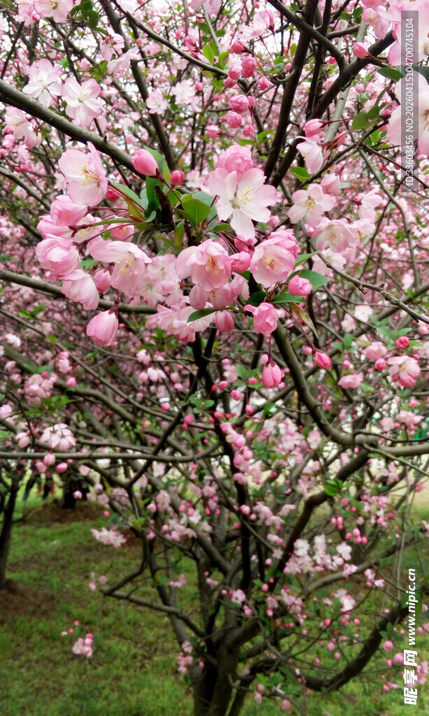 盛开的粉色海棠花