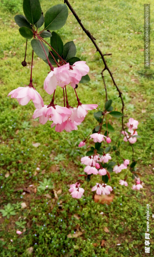 枝头绽放的粉嫩花朵