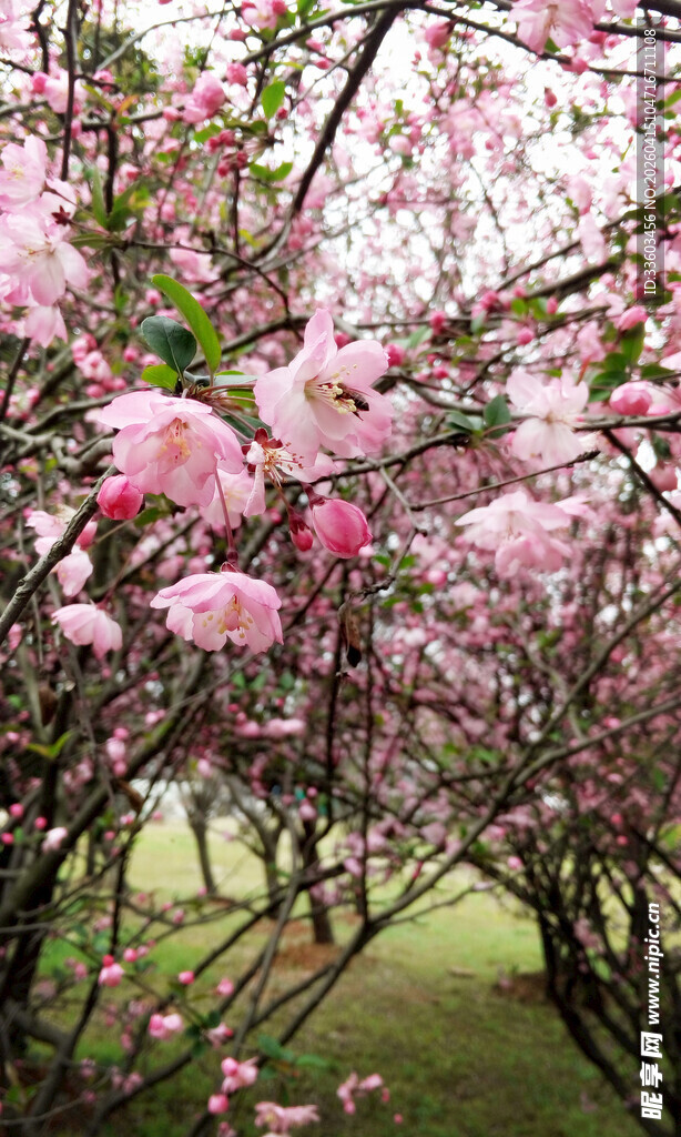 烂漫粉色海棠花绽放