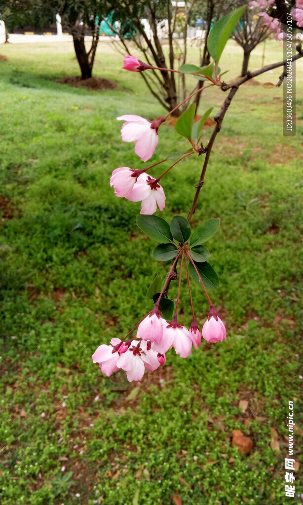 草地上绽放的粉嫩花枝