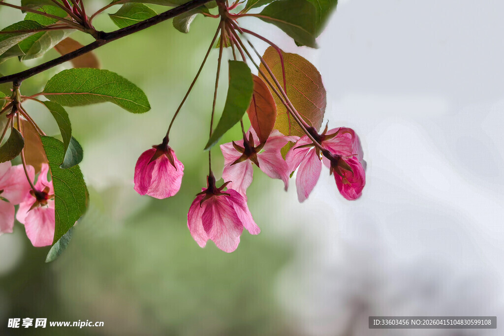 垂丝海棠花枝绽放