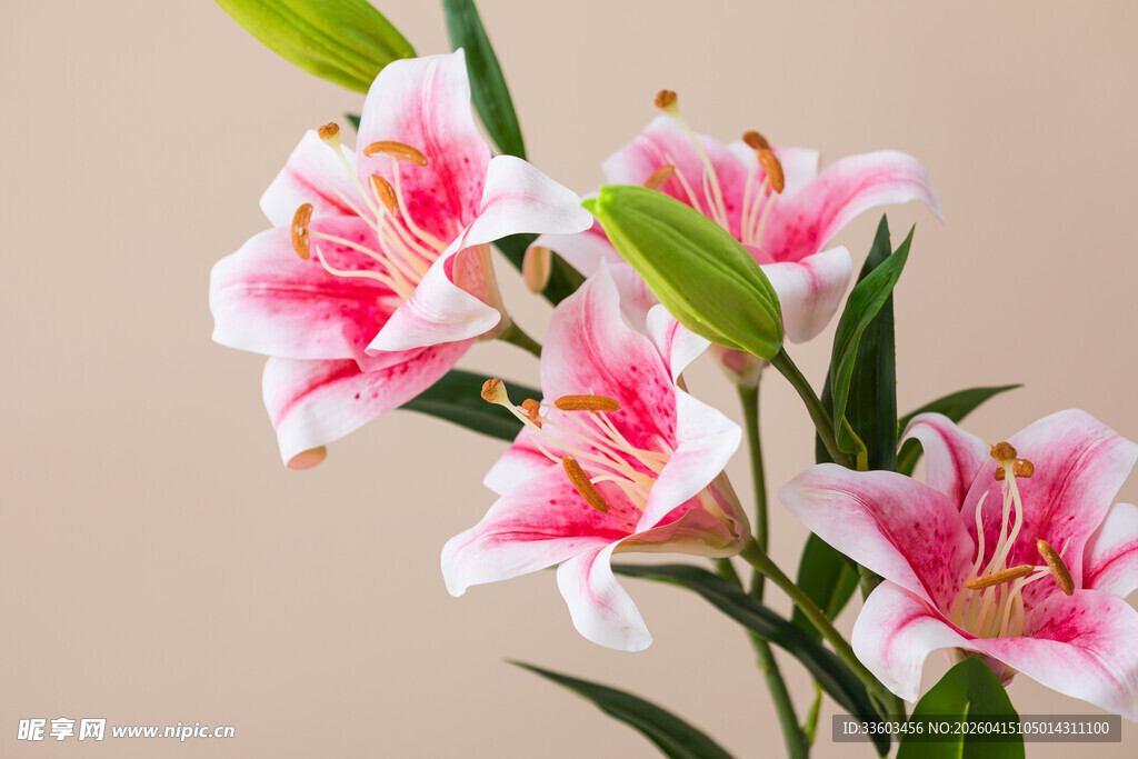 粉色百合花绽放