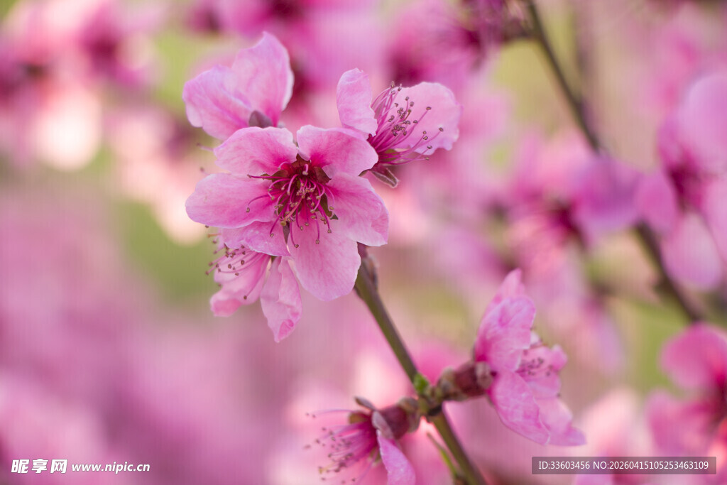 娇艳绽放的粉嫩桃花