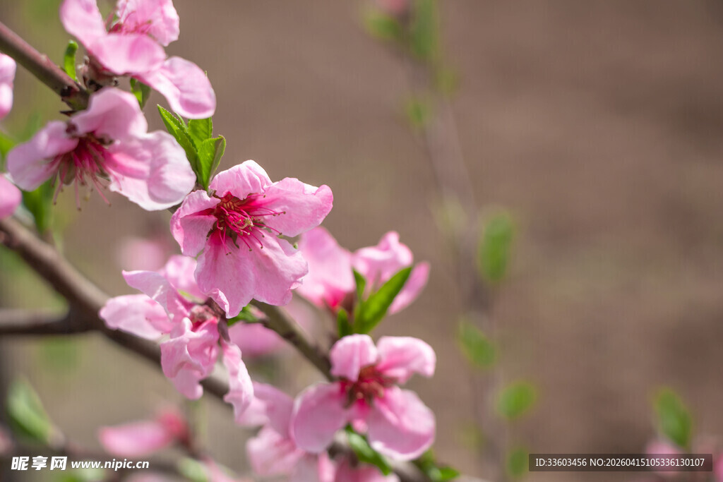 娇艳粉色桃花枝头绽放