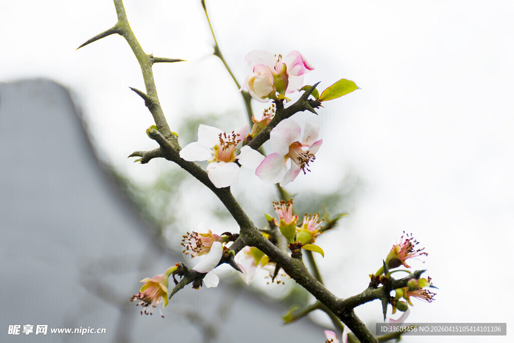 枝头绽放的海棠花