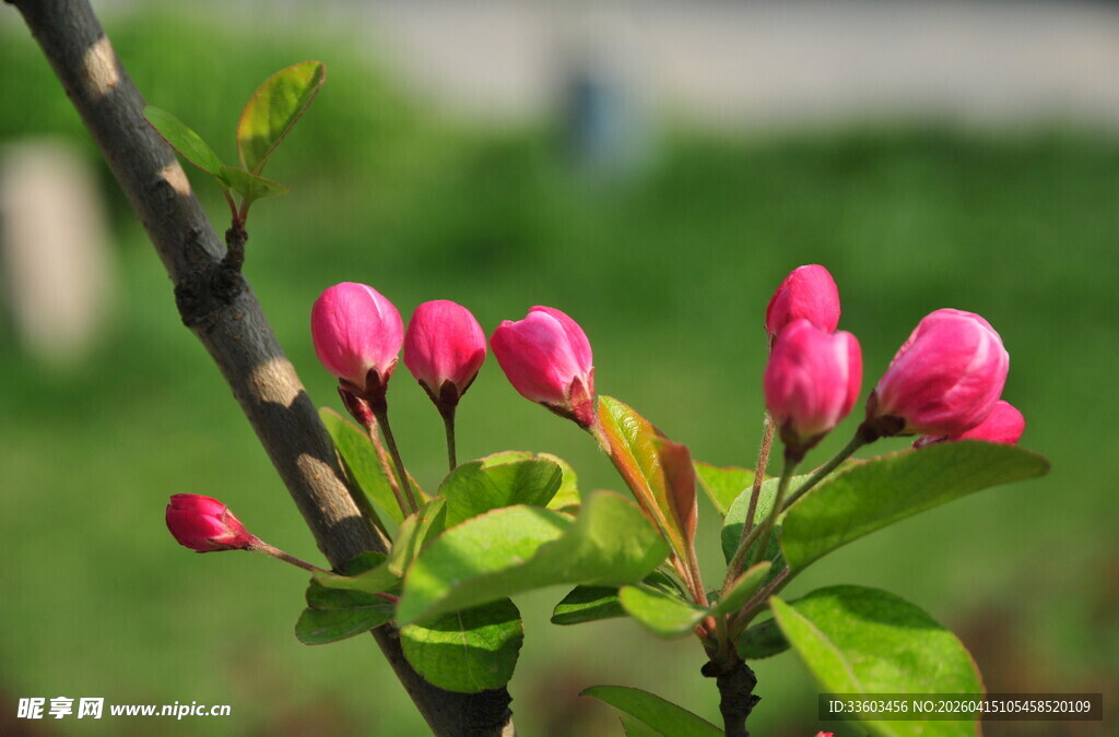 枝头粉嫩海棠花苞初绽