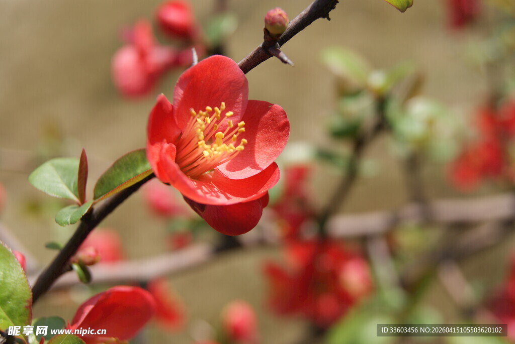 娇艳贴梗海棠绽放枝头