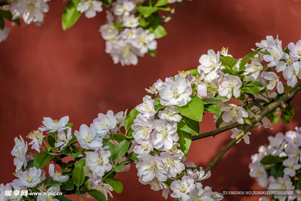 红墙旁绽放的海棠花