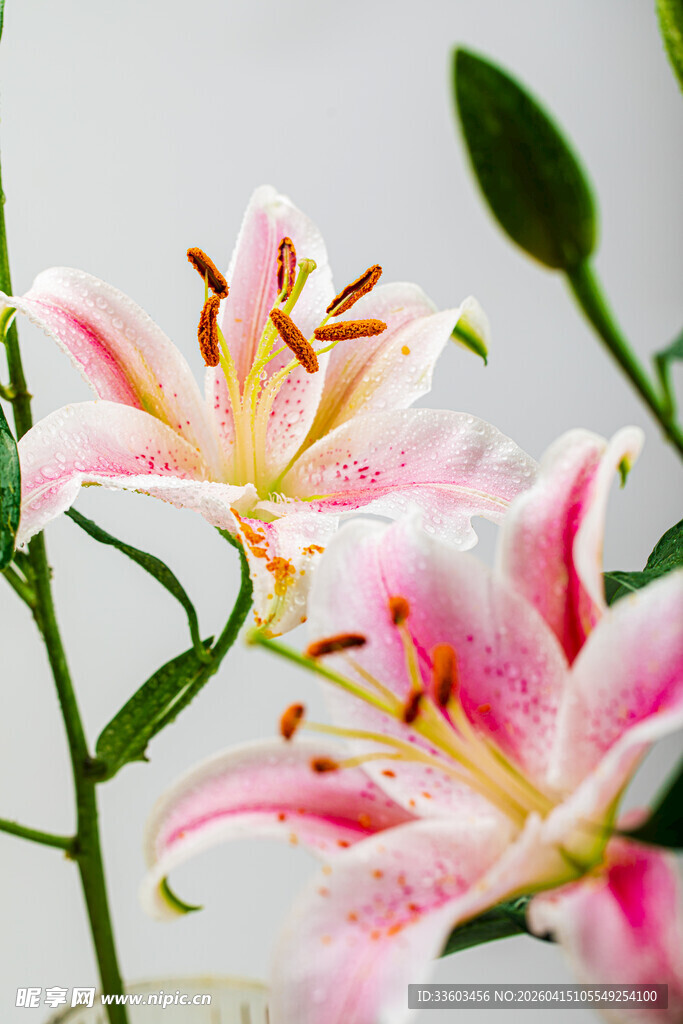 粉色百合花特写