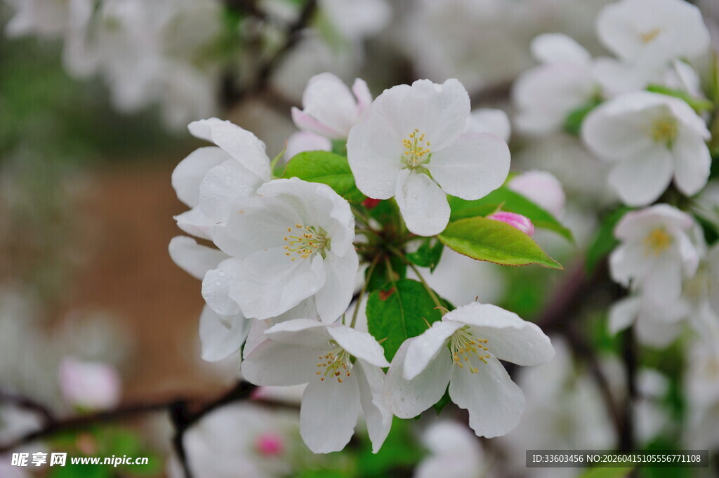 洁白绽放的海棠花