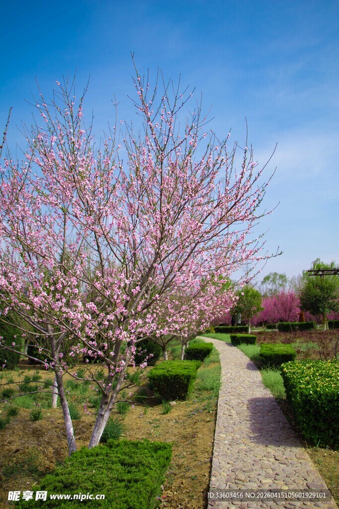 春日烂漫樱花小径美景