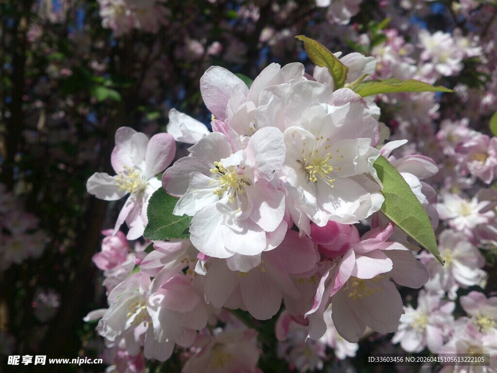 盛开的粉色海棠花