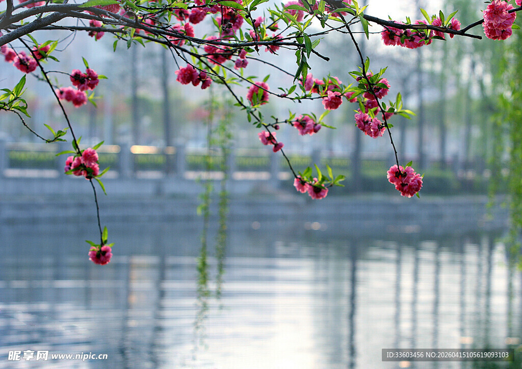 湖畔繁花垂枝映碧水